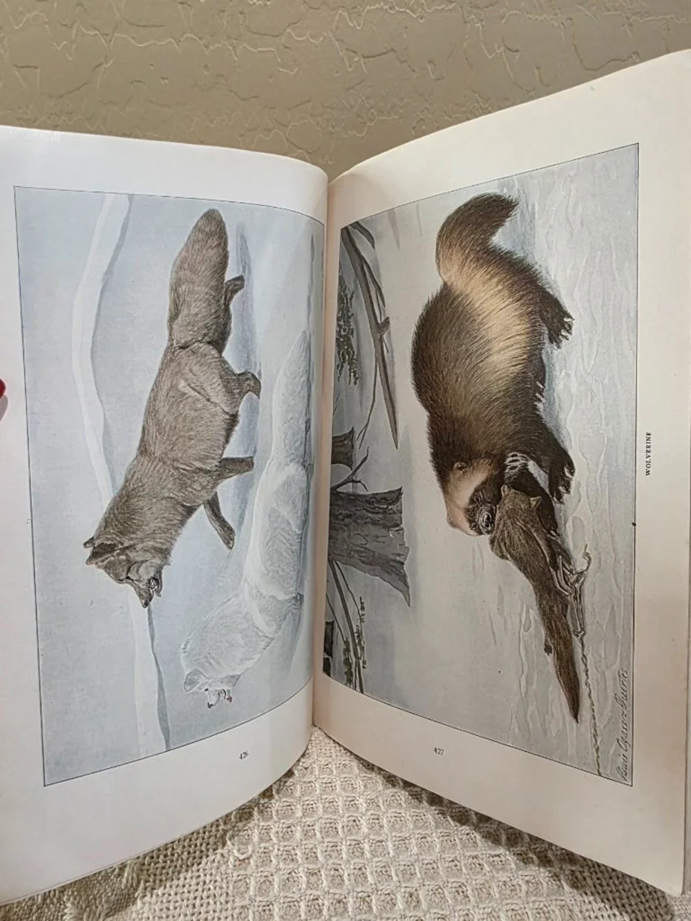 1916 National Geographic November Larger North American Mammals Vol 30 No 5